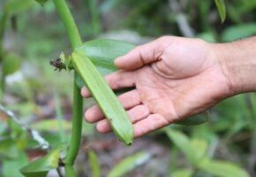 Baunilha do Cerrado: a joia de Goiás