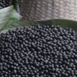 Saiba mais sobre o açaí: símbolo da cultura paraense