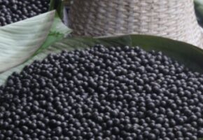 Saiba mais sobre o açaí: símbolo da cultura paraense