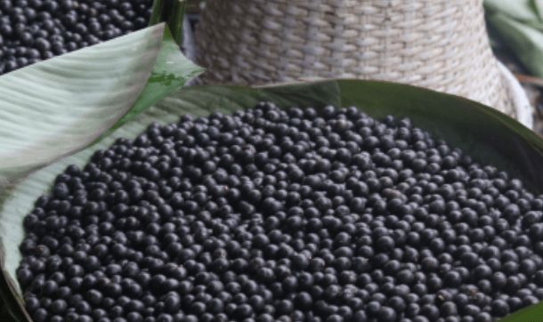 Saiba mais sobre o açaí: símbolo da cultura paraense