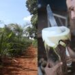 Palmito Gueroba, o famoso “palmito-amargoso”