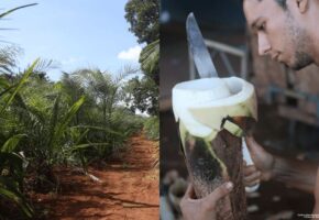 Palmito Gueroba, o famoso “palmito-amargoso”