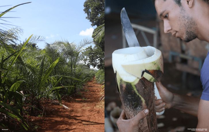 Palmito Gueroba, o famoso “palmito-amargoso”