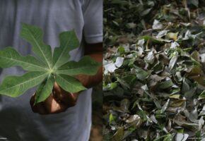 A maniçobeira: um dos principais pratos da cozinha paraense