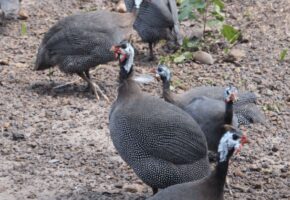 Conheça como é a criação da galinha-d’angola no Piauí que é conhecida pelo nome “capote”