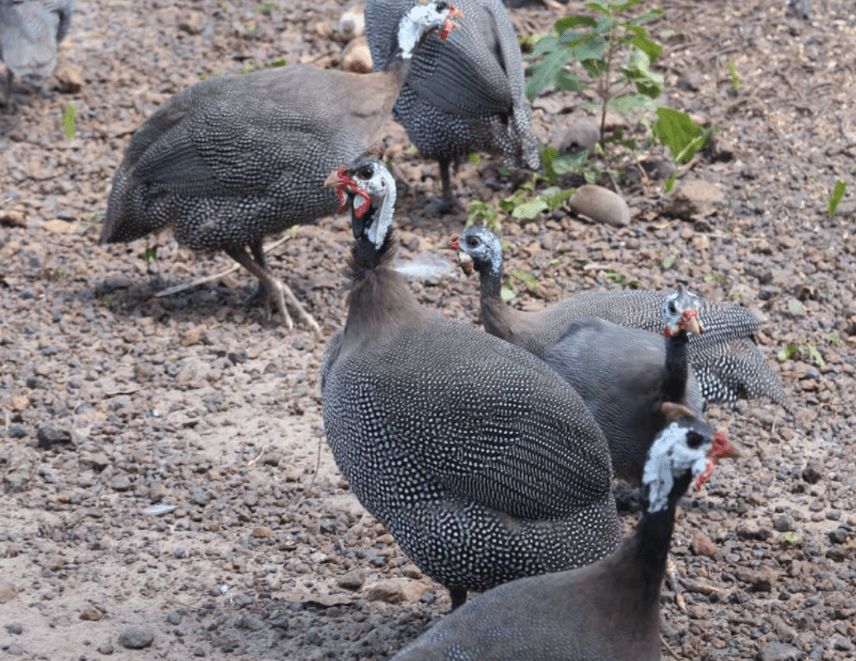 Conheça como é a criação da galinha-d’angola no Piauí que é conhecida pelo nome “capote”