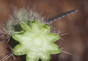 Já pensou em usar cactus nas suas receitas?