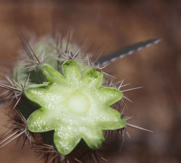 Já pensou em usar cactus nas suas receitas?