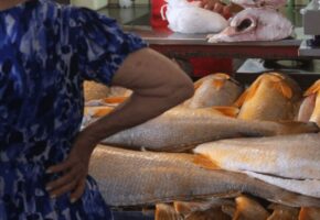 Saiba mais sobre a Pescada Amarela direto do Maranhão