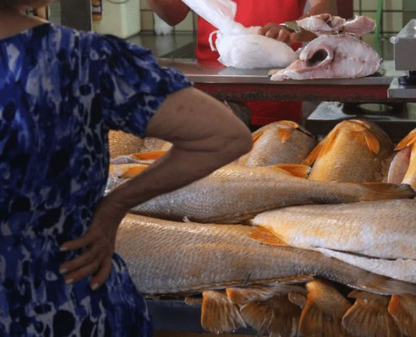 Saiba mais sobre a Pescada Amarela direto do Maranhão